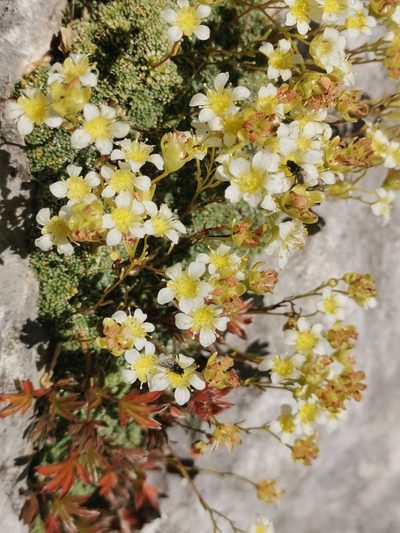 Saxifraga squarrosa, photographed by Ljaž