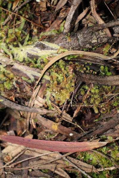 Chaetophyllopsis whiteleggei, photographed by Em Lamond