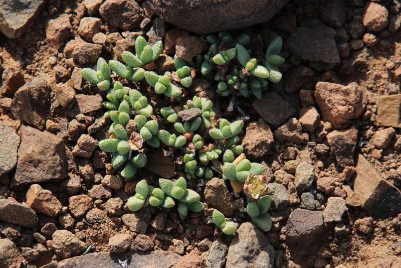 Rhinephyllum parvifolium, photographed by Tony Rebelo