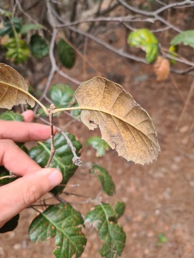 Quercus alnifolia, photographed by Christian Manke