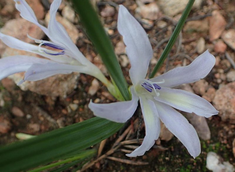 Babiana karooica, photographed by Nicola van Berkel