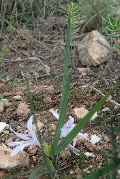 Babiana karooica, photographed by Nicola van Berkel