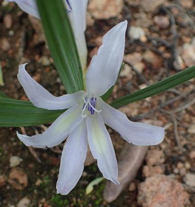 Babiana karooica, photographed by Nicola van Berkel