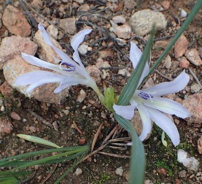 Babiana karooica, photographed by Nicola van Berkel