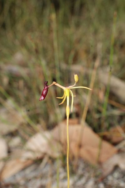 Drakaea thynniphila, photographed by Em Lamond