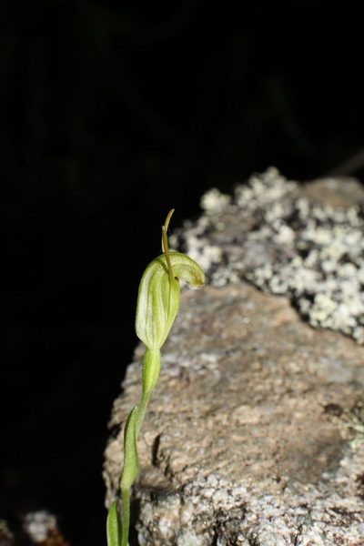 Pterostylis actites, photographed by Em Lamond