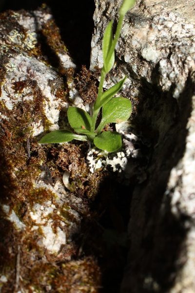 Pterostylis actites, photographed by Em Lamond