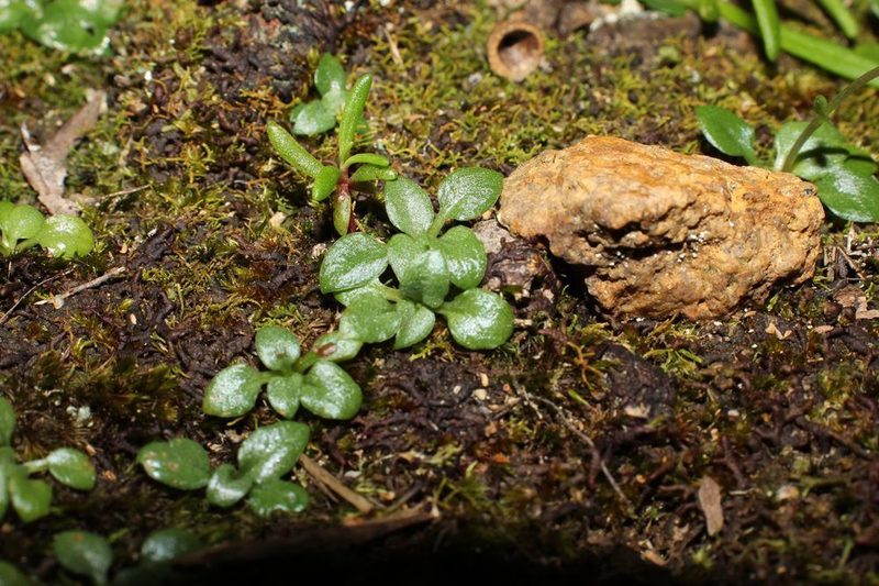 Pterostylis actites, photographed by Em Lamond