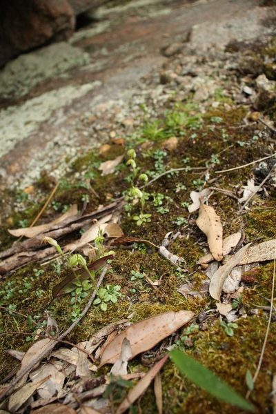 Pterostylis actites, photographed by Em Lamond