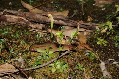 Pterostylis actites, photographed by Em Lamond