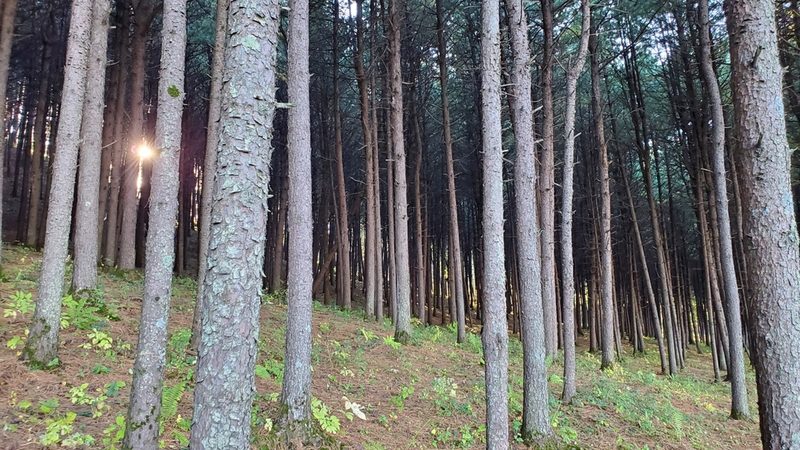 Pinus koraiensis, photographed by Tomson Song