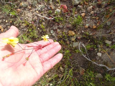 Moraea gawleri, photographed by Shaun Swanepoel