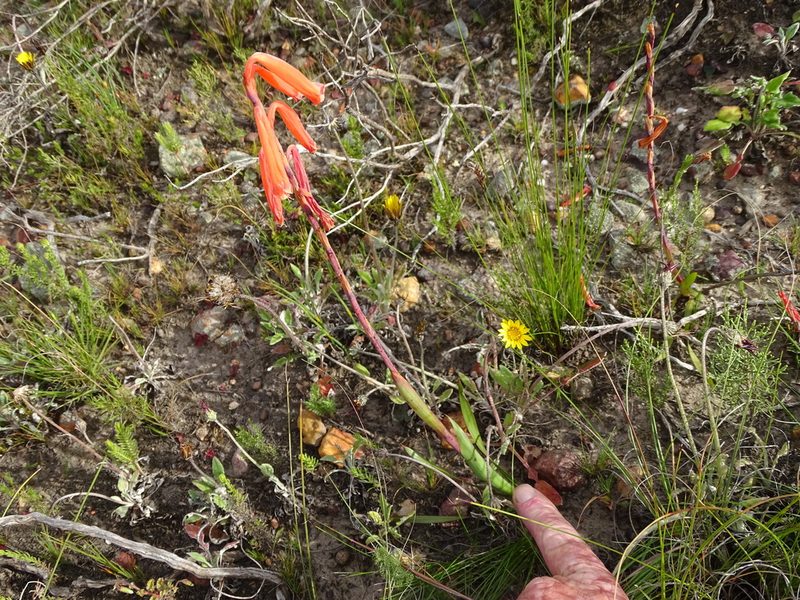 Watsonia aletroides, photographed by Shaun Swanepoel