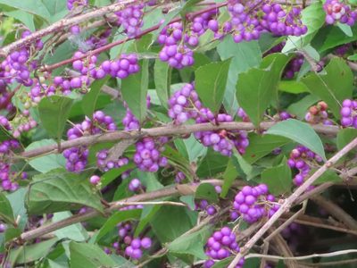 Callicarpa dichotoma, photographed by mami_t_t