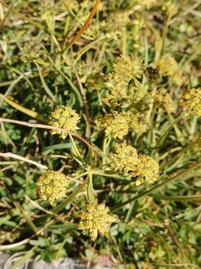Bupleurum petraeum, photographed by Ljaž