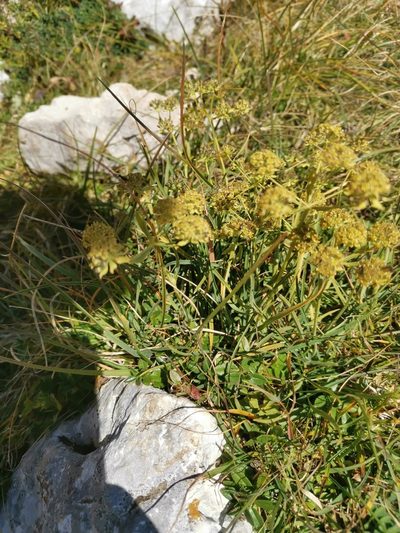 Bupleurum petraeum, photographed by Ljaž