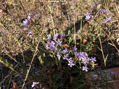 Plumbago europaea, photographed by Pavel Kacl