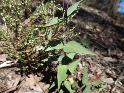 Veronica perfoliata, photographed by Kiri Bee