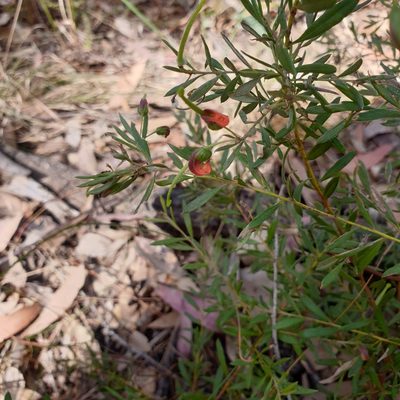 Grevillea montana, photographed by Shelomi Doyle