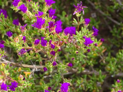Drosanthemum asperulum, photographed by Shaun Swanepoel