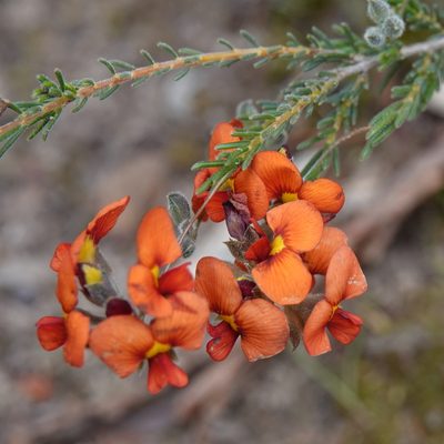 Dillwynia hispida, photographed by Paul Coddington