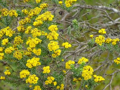 Oedera genistifolia, photographed by Shaun Swanepoel