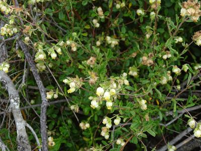 Hermannia hyssopifolia, photographed by Shaun Swanepoel