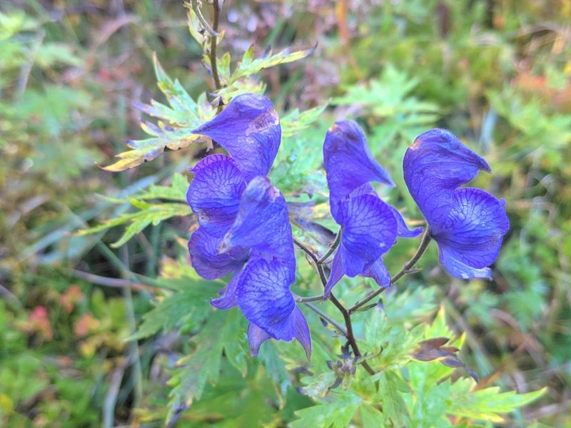 Aconitum degenii, photographed by Denys Vynokurov