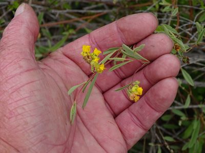Hermannia lavandulifolia, photographed by Shaun Swanepoel
