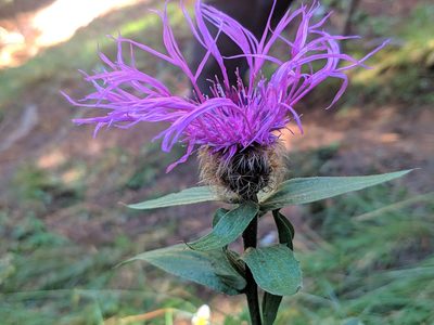 Centaurea nervosa, photographed by Denys Vynokurov