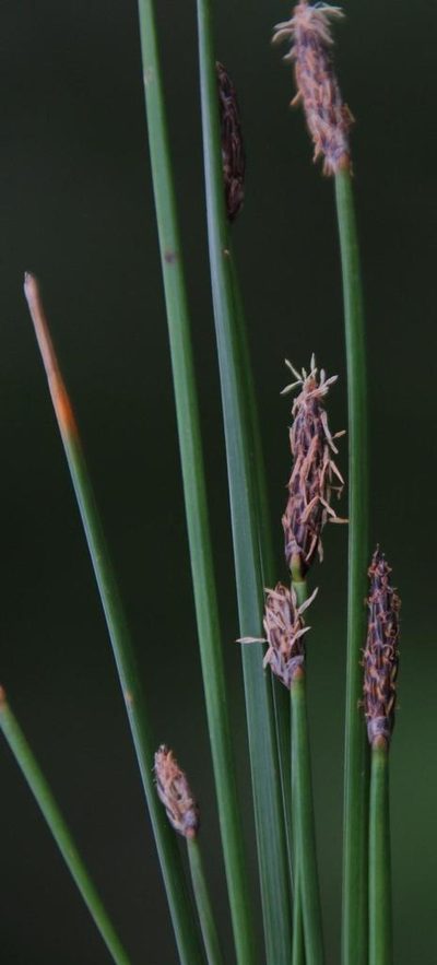 Eleocharis dregeana, photographed by Tony Rebelo