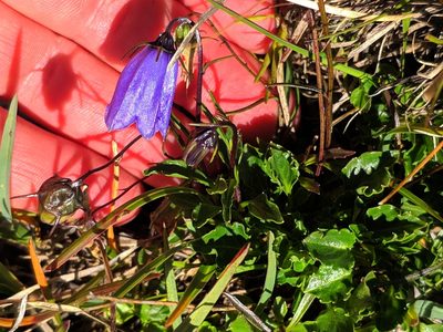 Campanula cochleariifolia, photographed by Denys Vynokurov