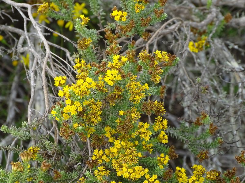 Oedera genistifolia, photographed by Shaun Swanepoel