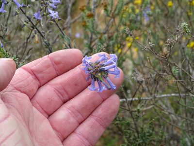 Freylinia undulata, photographed by Shaun Swanepoel