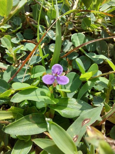 Murdannia spirata, photographed by Ramesh Shenai Jr.