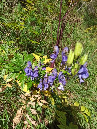 Aconitum variegatum, photographed by Hanka Sokolová