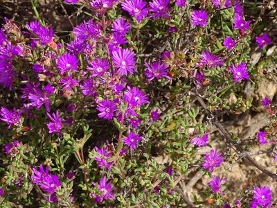 Drosanthemum asperulum, photographed by Shaun Swanepoel