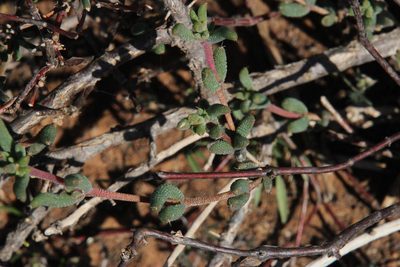 Trichodiadema pomeridianum, photographed by Tony Rebelo
