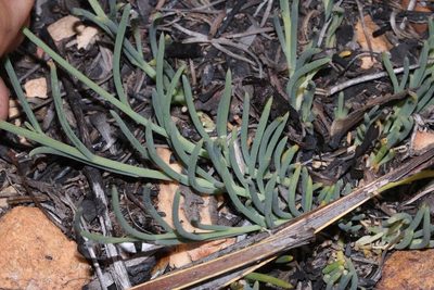 Lebeckia pauciflora, photographed by Brian du Preez