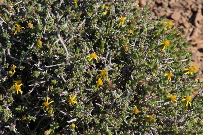 Senecio acutifolius, photographed by Tony Rebelo