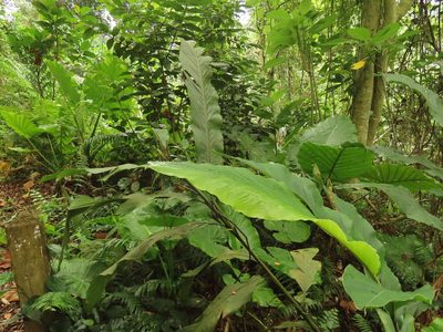 Alpinia uraiensis, photographed by chiuluan