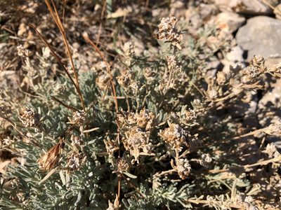 Teucrium capitatum, photographed by Pavel Kacl