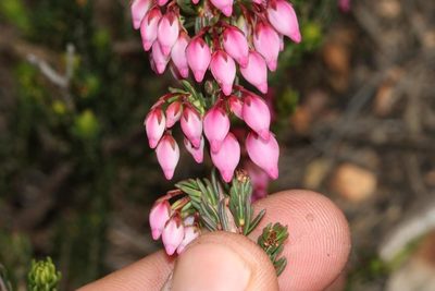 Erica toringbergensis, photographed by Brian du Preez