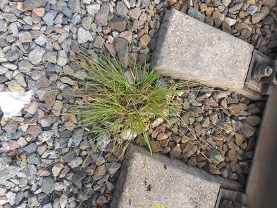 Carex spicata, photographed by Dmitriy Bochkov