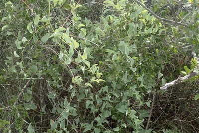 Dioscorea hemicrypta, photographed by Nicola van Berkel