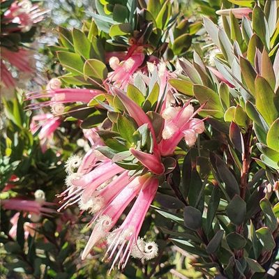 Styphelia triflora, photographed by ronavery