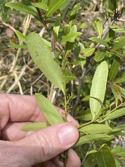 Denhamia cunninghamii, photographed by Greg Tasney