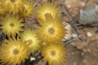 Syncarpha ferruginea, photographed by Brian du Preez