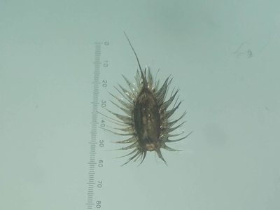 Alloteropsis cimicina, photographed by S.MORE