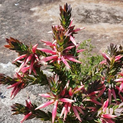 Styphelia triflora, photographed by ronavery